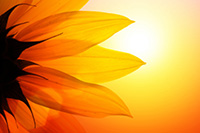 bright orange sunflower